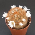 Mammillaria carmenae 001