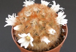 Mammillaria carmenae 001
