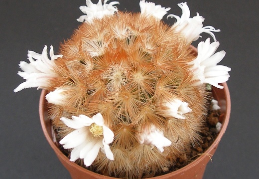 Mammillaria carmenae 001