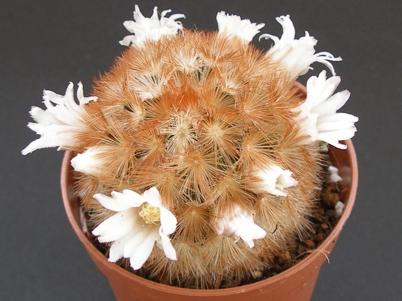 Mammillaria carmenae 001