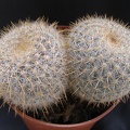 Mammillaria celsiana