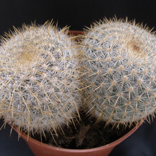 Mammillaria celsiana
