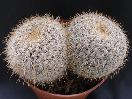 Mammillaria celsiana