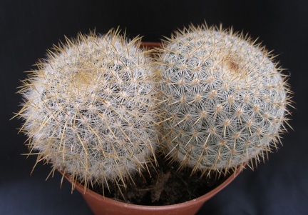 Mammillaria celsiana
