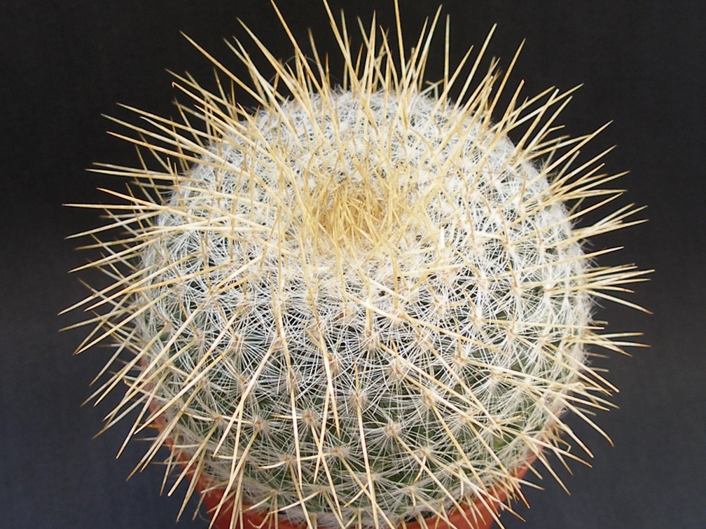 Mammillaria dixanthocentron