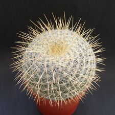 Mammillaria dixanthocentron
