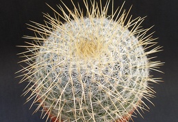 Mammillaria dixanthocentron