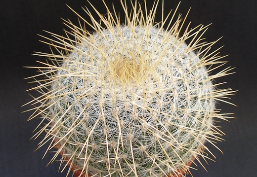 Mammillaria dixanthocentron