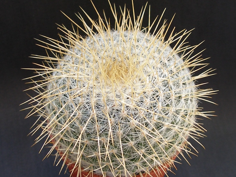 Mammillaria dixanthocentron