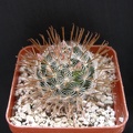 Mammillaria duwei 