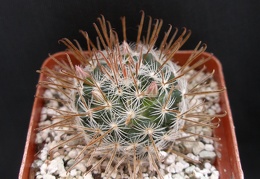 Mammillaria duwei 