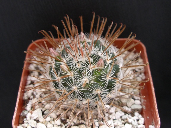 Mammillaria duwei 