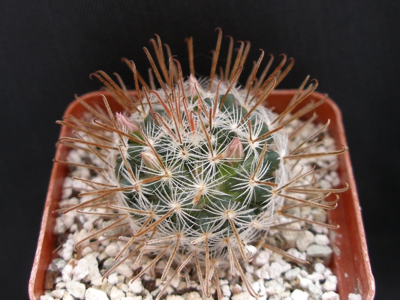 Mammillaria duwei 