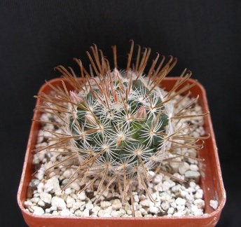 Mammillaria duwei 