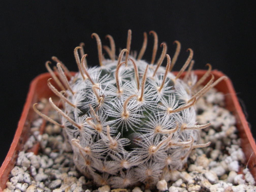 Mammillaria duwei 1