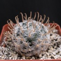 Mammillaria duwei 1