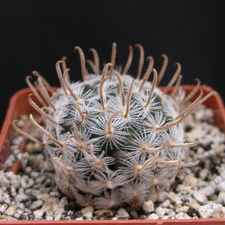 Mammillaria duwei 1