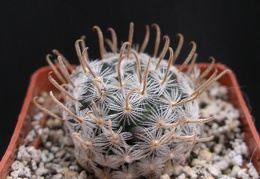 Mammillaria duwei 1
