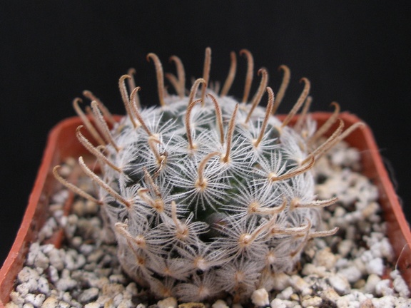 Mammillaria duwei 1