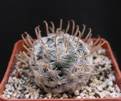 Mammillaria duwei 1