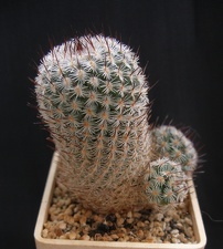Mammillaria elegans