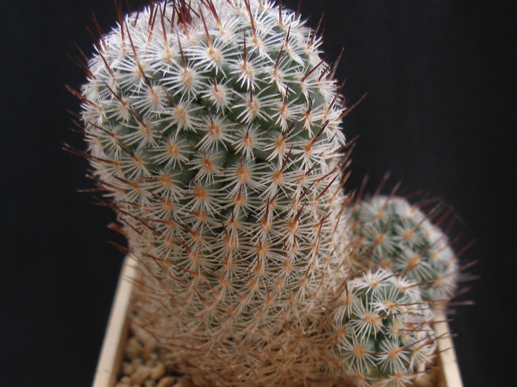 Mammillaria elegans