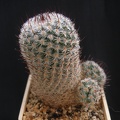 Mammillaria elegans