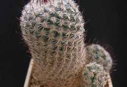 Mammillaria elegans