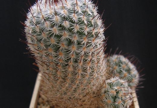 Mammillaria elegans