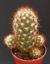 Mammillaria elongata
