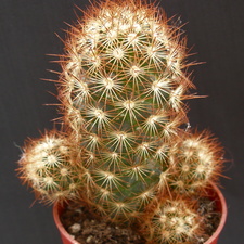 Mammillaria elongata