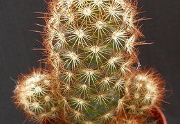Mammillaria elongata