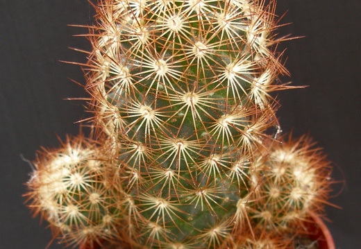 Mammillaria elongata
