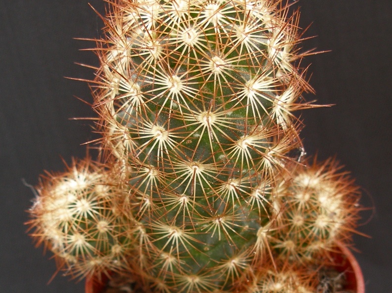 Mammillaria elongata