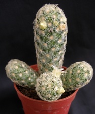 Mammillaria elongata1