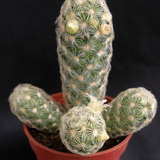 Mammillaria elongata1