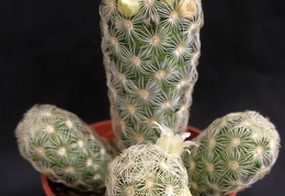 Mammillaria elongata1