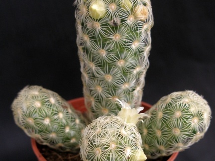 Mammillaria elongata1