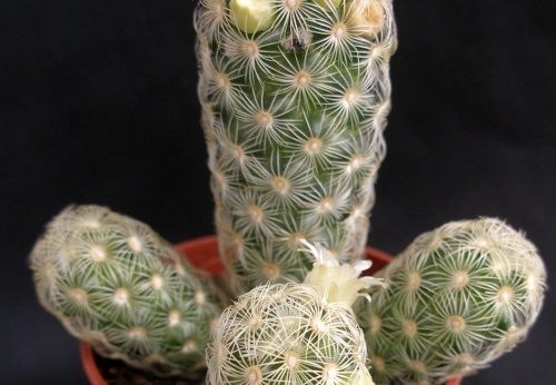 Mammillaria elongata1