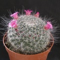 Mammillaria hahniana