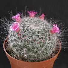 Mammillaria hahniana