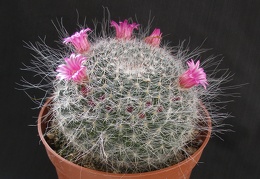 Mammillaria hahniana