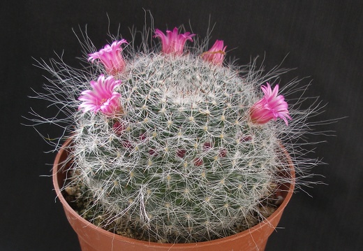 Mammillaria hahniana