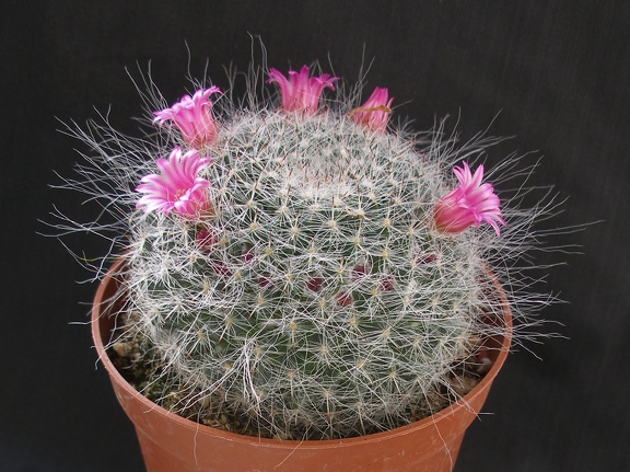 Mammillaria hahniana