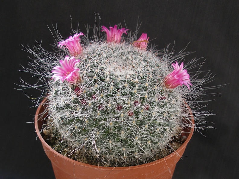 Mammillaria hahniana