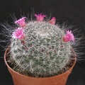 Mammillaria_hahniana.JPG