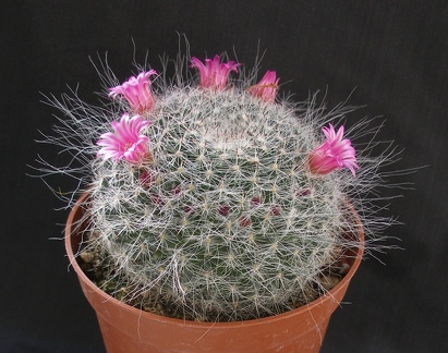 Mammillaria hahniana