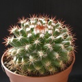 Mammillaria mammillaris1