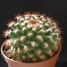 Mammillaria mammillaris1