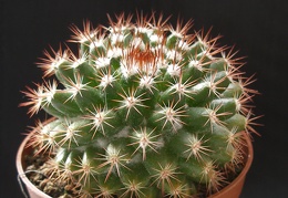 Mammillaria mammillaris1